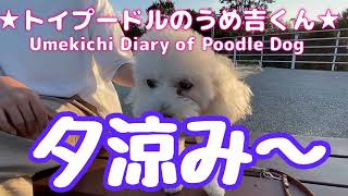 夕涼み〜 ★トイプードルのうめ吉くん(1030日目)★Umekichi Diary of Poodle Dog