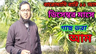 বারোমাসি বারি ১১ আম ডিসেম্বর মাসে গাছে কলি আম।।।#বারোমাসিবারি১১আম #আধুনিককৃষিপদ্ধতি