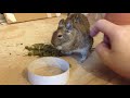 episode 1 the degu brothers make their youtube debut