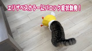 エリザベスカラーにあたふたしてる姿がこちらです。