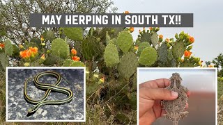 May Herping in South Texas!!