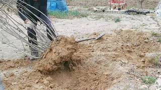 planting Aronia Trees / 아로니아 나무 심기 / 나무심는 방법 / 나무 잘자라는 방법