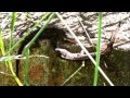 brown anole lizards fighting and hissing turn volume up