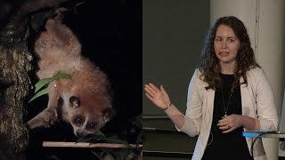 The Search for Slow Lorises - AMNH SciCafe