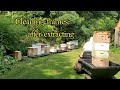 Honeybees cleaning honey supers after extracting