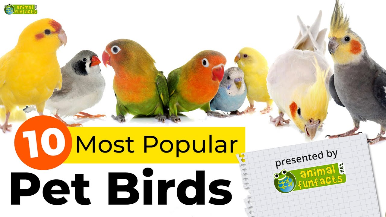 Top 10 Most Popular Pet Bird Breeds 🦜️ - YouTube