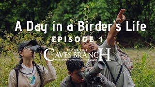 Birding in Belize: Birding at Ian Anderson's Caves Branch Jungle Lodge