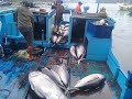 Kegitan aktifitas Pendaratan Ikan di Pelabuhan Perikanan Pantai Pondokdadap Malang.