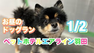 1/2 お昼☀️ワンちゃんお散歩ドックラン〜 猫ちゃん〜キャットルームのご様子です♪羽田空港近くのペットホテルエアライン羽田にご宿泊中のペットちゃん達です♡無料送迎なので楽々チェックイン‼︎