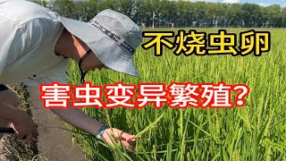 稻飞虱是砖家的产物？