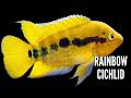 Rainbow Cichlid | Complete Care & Breeding Guide