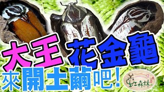 開土繭 大王花金龜 挖土蛋 親子一起開皮蛋★ 虹森林chentsei甲蟲老師 ★