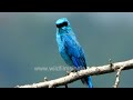 verditer flycatcher tail quivers delivers lovely trilling call deep blue bird shines monsoon light