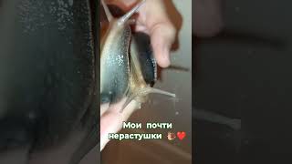 Фулики 4 мес. #shortsvideo # #snail #улиткаахатина #моллюски #shorts #видеоприколы #фулика #видео