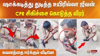 மின்சாரம் தாக்கி சுருண்டு விழுந்த காக்கை - CPR சிகிச்சை கொடுத்த வீரர்.. தீயாய் பரவும் வீடியோ