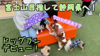 【２匹のキャバリア犬】愛犬２匹を連れて、静岡県に富士山を見に行ってきました！サービスエリアでニナクロ人生初のドッグランにチャレンジ！