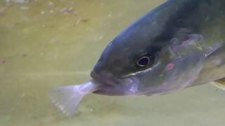 泳ぐキス（シロギス）を飲み込む青物回遊魚カンパチ。回遊魚の捕食映像。海水魚飼育観察。和歌山釣太郎。