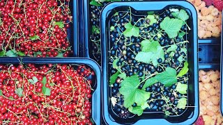 Growing Currants: Troubleshooting 4 Common Problems