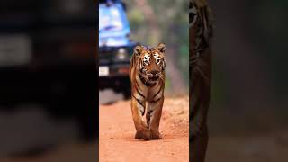 Tigress Walking #tiger#tadobanationalpark#safari#wildlife