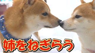 恐怖を乗り越えた姉柴犬を、さりげなく労う子犬の行動に成長を感じました。