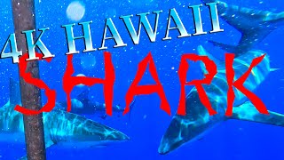 ハワイの感動体験！🦈 船に乗るところからサメとの超接近まで【Hawaii Shark Encounters】