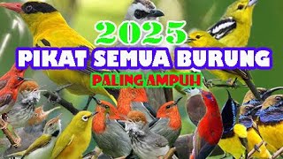 mp3 pikat burung kecil paling ampuh,semua burung akan kumpul mendengar suara ini.dijamin