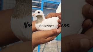 Only shonk 🕊️🕊️ 2025 🎯🎯🎯 #noorsuperpigeon