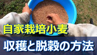 【小麦の自給自足】 自家栽培の小麦の収穫および脱穀