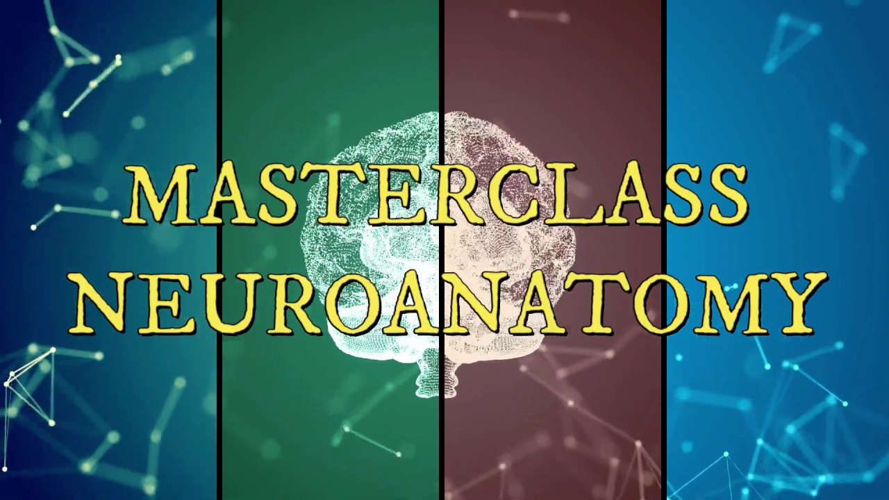 Introduction To Neuroanatomy | MASTERCLASS - YouTube