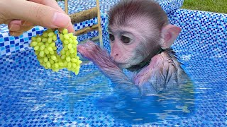Monkey Baby Bim Bim harvest fruit in the garden and eat with puppy and duckling at the pool
