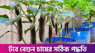 ছাদে টবে বেগুন চাষ করার সহজ পদ্ধতি জেনে নিন।। টবে বেগুন চাষ।। Begun Cash।। Begun Caltrivation