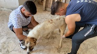 The dog that inspired millions! Watch her amazing story