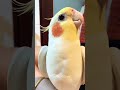 adorable cockatiel singing cookie 🍪 song 🎵 😍 birdsinging