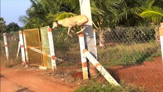 🦮தராமன சிப்பிப்பாறை நாய் கோயம்புத்தூர்🔥|Top quality Chippiparai dog Coimbatore |