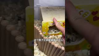 叛逆小鼠加白眼小猫真是心累了#养鼠日常分享 #仓鼠🐹 #萌宠出道计划 #仓鼠宝宝的日常 #仓鼠