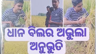 ଗାଁ ଧାନ ବିଲରେ ବୁଲିବା କି ମଜା 😀# Ep-57#villagevlog #Pravat vlogs