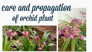 Orchid plant ഇങ്ങനെ വളർത്തിയാലോ!