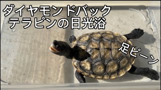 ダイヤモンドバックテラピンの日光浴【diamondbackterrapin】Turtles' Sunbathing Hours