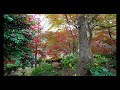 「今年最終紅葉狩り＠白野江植物公園」