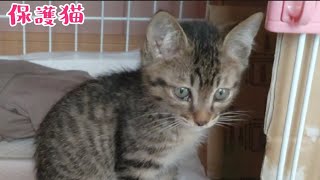 【保護猫】寝ぼけた子猫、犬にご飯を取られそうになったよ🐈保護した子猫との9日間　PART.4