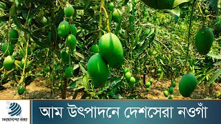 আম উৎপাদনে দেশসেরা নওগাঁ | Dhaka Post