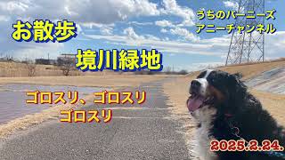 お散歩 境川緑地 ゴロスリ、ゴロスリ ゴロスリ　2025.2.24.