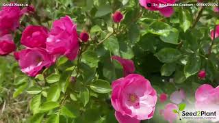 Fragrant Angela | Climbing Rose | Live Plant | Seed2Plant