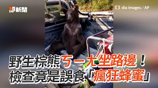 野生棕熊ㄎㄧㄤ坐路邊！竟是誤食「瘋狂蜂蜜」｜土耳其｜野生動物｜幼熊