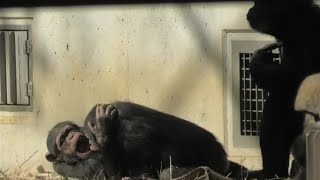 My best friend Plum! Ibuki  僕の親友プラム! イブキ　Chimpanzee  Tama Zoological Park