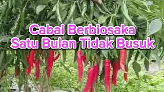 Testimoni Petani Berbiosaka\