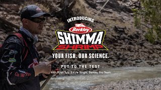 Shimma Shrimp - Burdekin River Barramundi