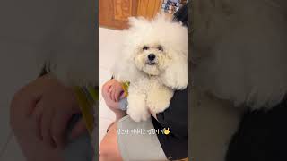 [Bichon in My House - Bart] dog with rock star hairstyle