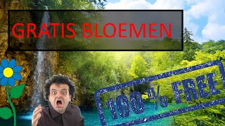 Hoe krijg je gratis bloemen? | opa's tutorials nr.3