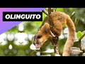 Olinguito 🐻 One Of The Cutest And Most Exotic Animals In The World #shorts